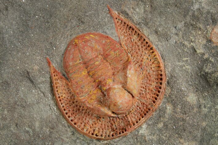Orange Trinucleid Trilobite (Declivolithus) - Mecissi, Morocco #372451